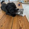 Watson (3 Jahre alter Havaneser)