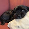 Watson (3 Jahre alter Havaneser)