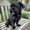 Watson (3 Jahre alter Havaneser)