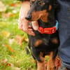 Lilly - liebe anhängliche kleine Hündin