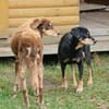 Lord und Lea sind zwei tolle Senioren