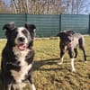 BILLI&GRACE - fit, gepflegt, gut erzogen
