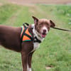 ROXY HAA24622