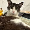 OLIVER en SOS URGENT