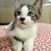 Arturo, mâle, chat européen, né le 09/06/2025 🐱