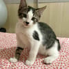 Arturo, mâle, chat européen, né le 09/06/2025 🐱