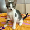 Arturo, mâle, chat européen, né le 09/06/2025 🐱
