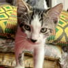 Arturo, mâle, chat européen, né le 09/06/2025 🐱