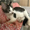 Arturo, mâle, chat européen, né le 09/06/2025 🐱