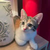 Gracie, femelle, chat européen, née le 05/06/2025 🐱
