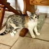 Gracie, femelle, chat européen, née le 05/06/2025 🐱