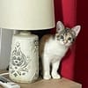 Gracie, femelle, chat européen, née le 05/06/2025 🐱