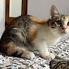 Jasper, mâle, chat européen, né le 09/06/2025 🐱