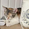 Jasper, mâle, chat européen, né le 09/06/2025 🐱