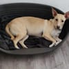 Gribouille, femelle croisée berger, née le 25/10/2024 🐶 ✨
