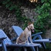 Gribouille, femelle croisée berger, née le 25/10/2024 🐶 ✨