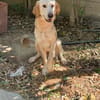 RAFFY mix golden retriever
