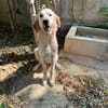 RAFFY mix golden retriever