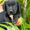 Alia, femelle croisée berger, née le 01/07/2025 🐶