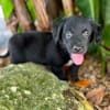 Alia, femelle croisée berger, née le 01/07/2025 🐶