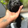 Alia, femelle croisée berger, née le 01/07/2025 🐶