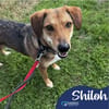 Shiloh