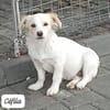 CEFILA
