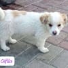 CEFILA