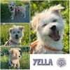 YELLA * lustiger flotter Feger