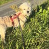 YELLA * lustiger flotter Feger