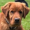 Chow-Chow-Mix FELIXin 53940 Hellenthal