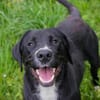 Inge  fröhliche Labrador-Mix Hündin