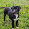 Inge  fröhliche Labrador-Mix Hündin