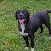Inge  fröhliche Labrador-Mix Hündin