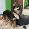 Karla - vorsichtige Hundedame wartet