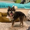 Karla - vorsichtige Hundedame wartet