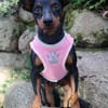 Tilli- kleiner 5 kg Turbo-Zwerg