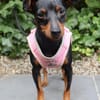 Tilli- kleiner 5 kg Turbo-Zwerg