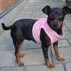 Tilli- kleiner 5 kg Turbo-Zwerg