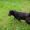Willy - freundliche kleiner Kerl sucht..