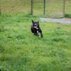 Willy - freundliche kleiner Kerl sucht..