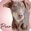 Pino ein zauberhafter Bube
