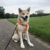 Mila sucht ein Zuhause