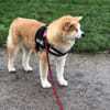 Mila sucht ein Zuhause