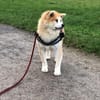 Mila sucht ein Zuhause