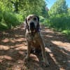 Rudi: Molosser-Mix sucht Hundeerfahrene