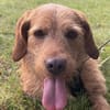 Hübscher lieber Basset fauve d.B. IWO