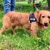 Hübscher lieber Basset fauve d.B. IWO