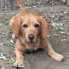 Hübscher lieber Basset fauve d.B. IWO