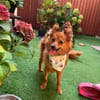 Maggy - junge Spitz-Dame mit Potenzial